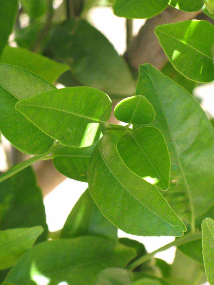              Shade leaves (Riverside, CA)       